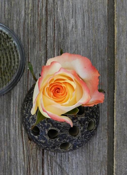 HIGH & SUNSHINE BI-COLOR YELLOW/RED ROSES